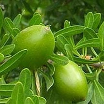 Aloa Vera